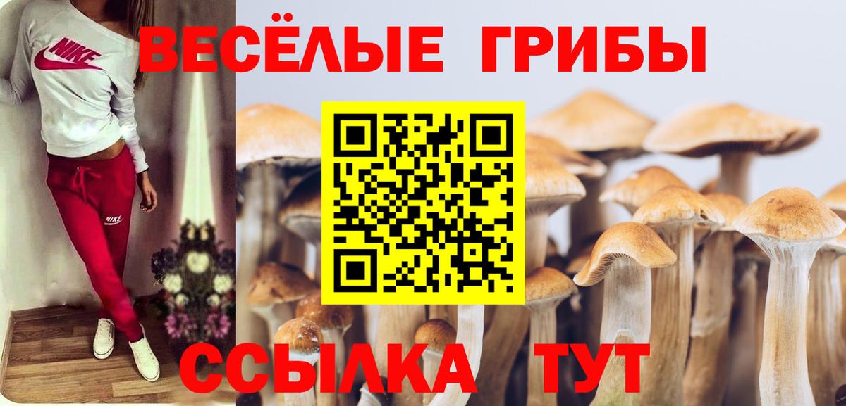 Псилоцибиновые грибы Psilocybe Красноармейск